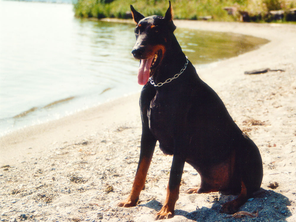 Drax, mon premier chien