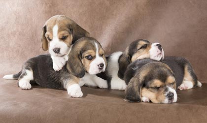 Promenade de chiens en groupe