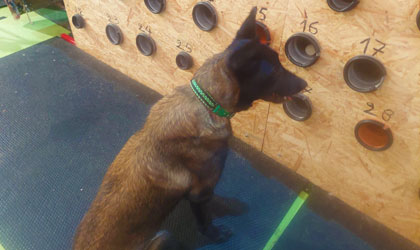 NOSWORK - Odeur individuelle