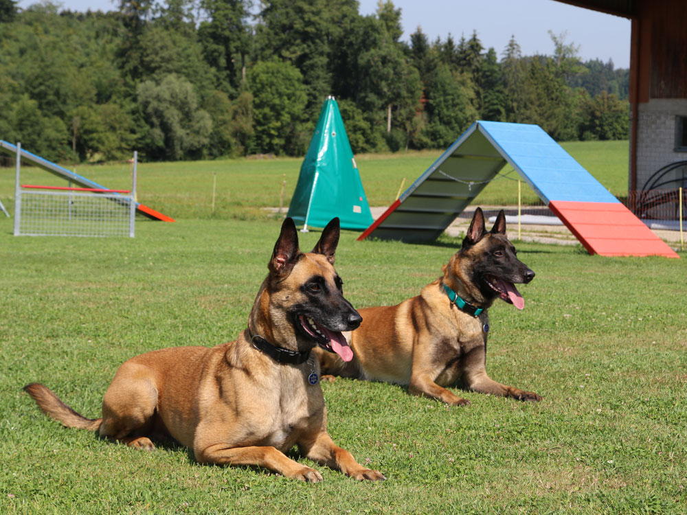 mes deux malinois