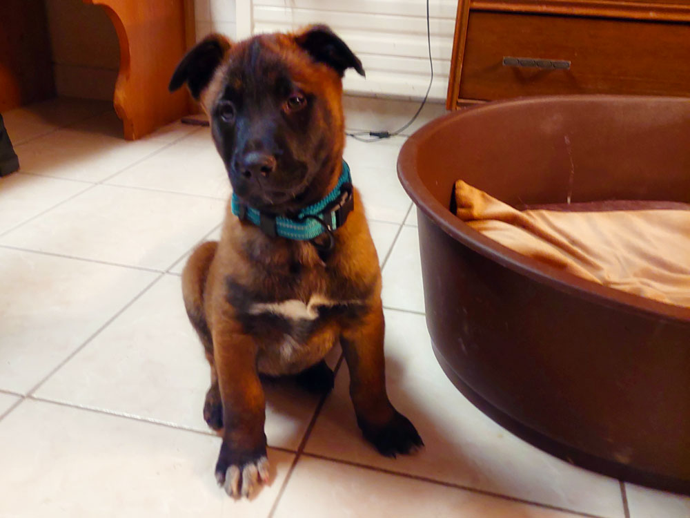 West Puppy