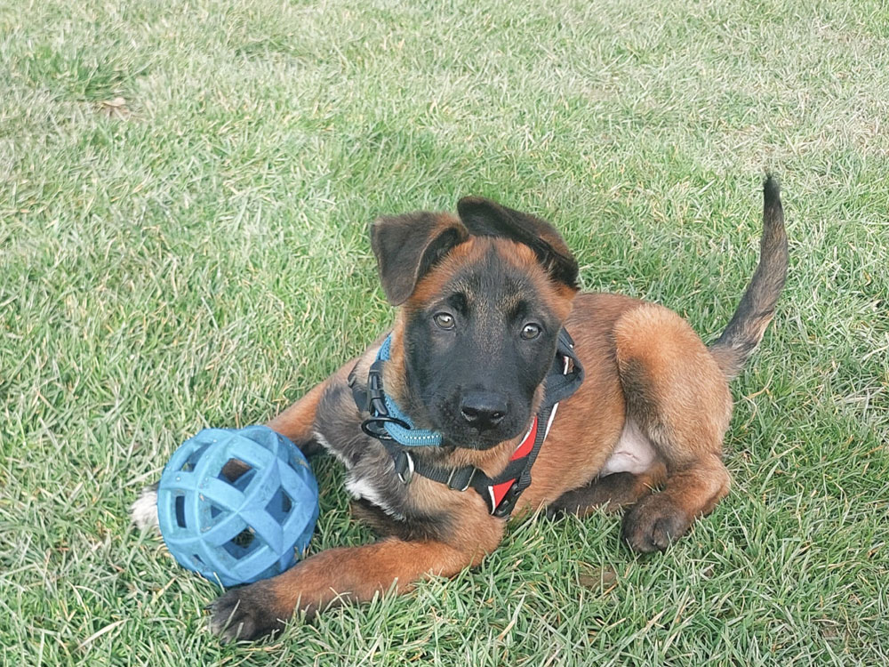 West Puppy