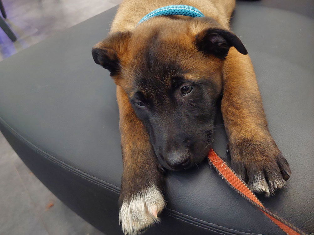 West Puppy