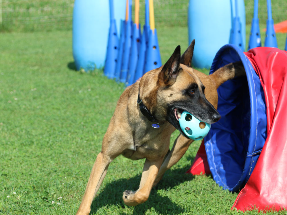 Zak et son ballon