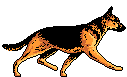 Ecole cours canin Les loups du Menhir